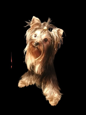 Étalon Yorkshire Terrier - Themis du clos d'Astepha