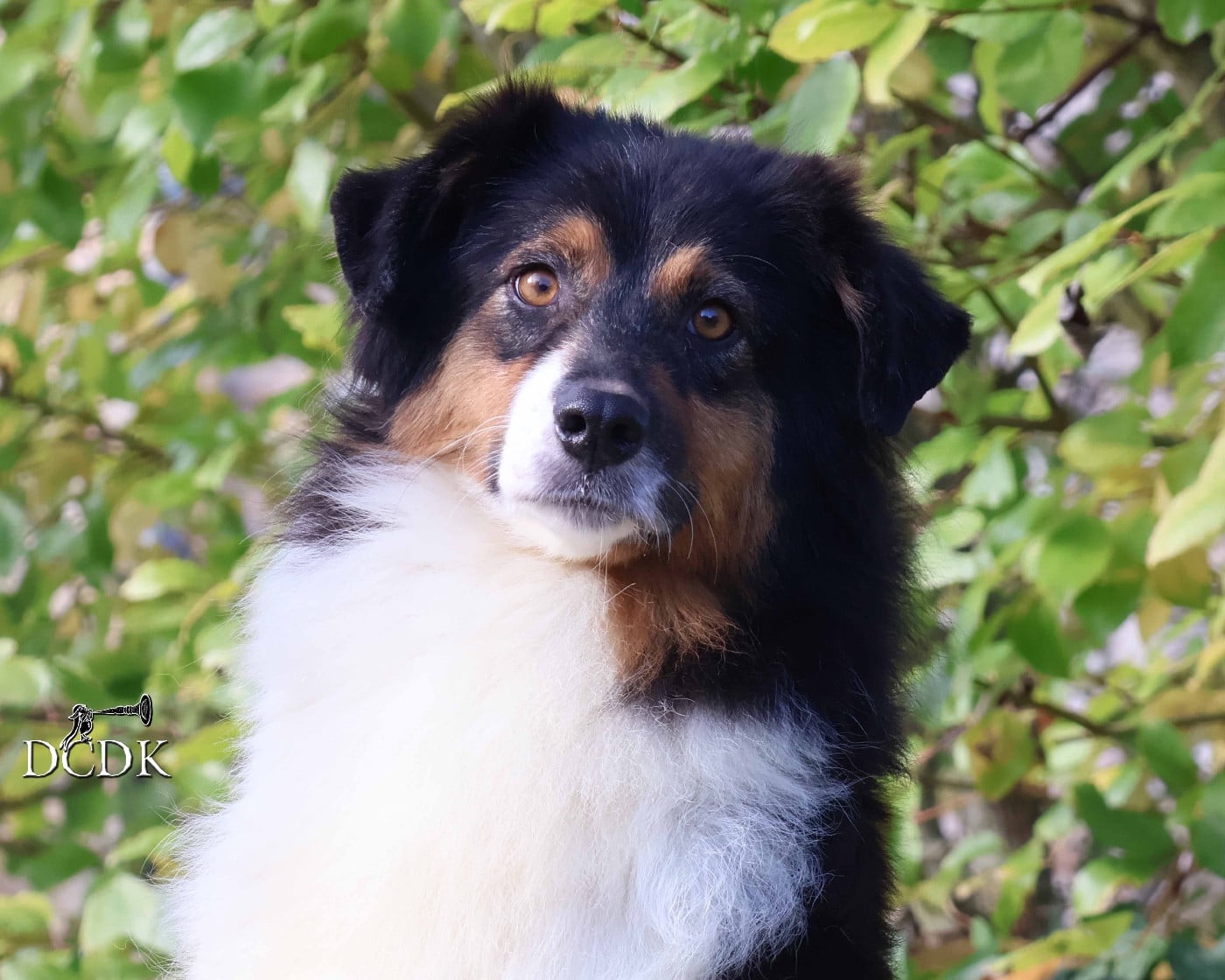 Publication : du chemin des korrigans Auteur : DCDK