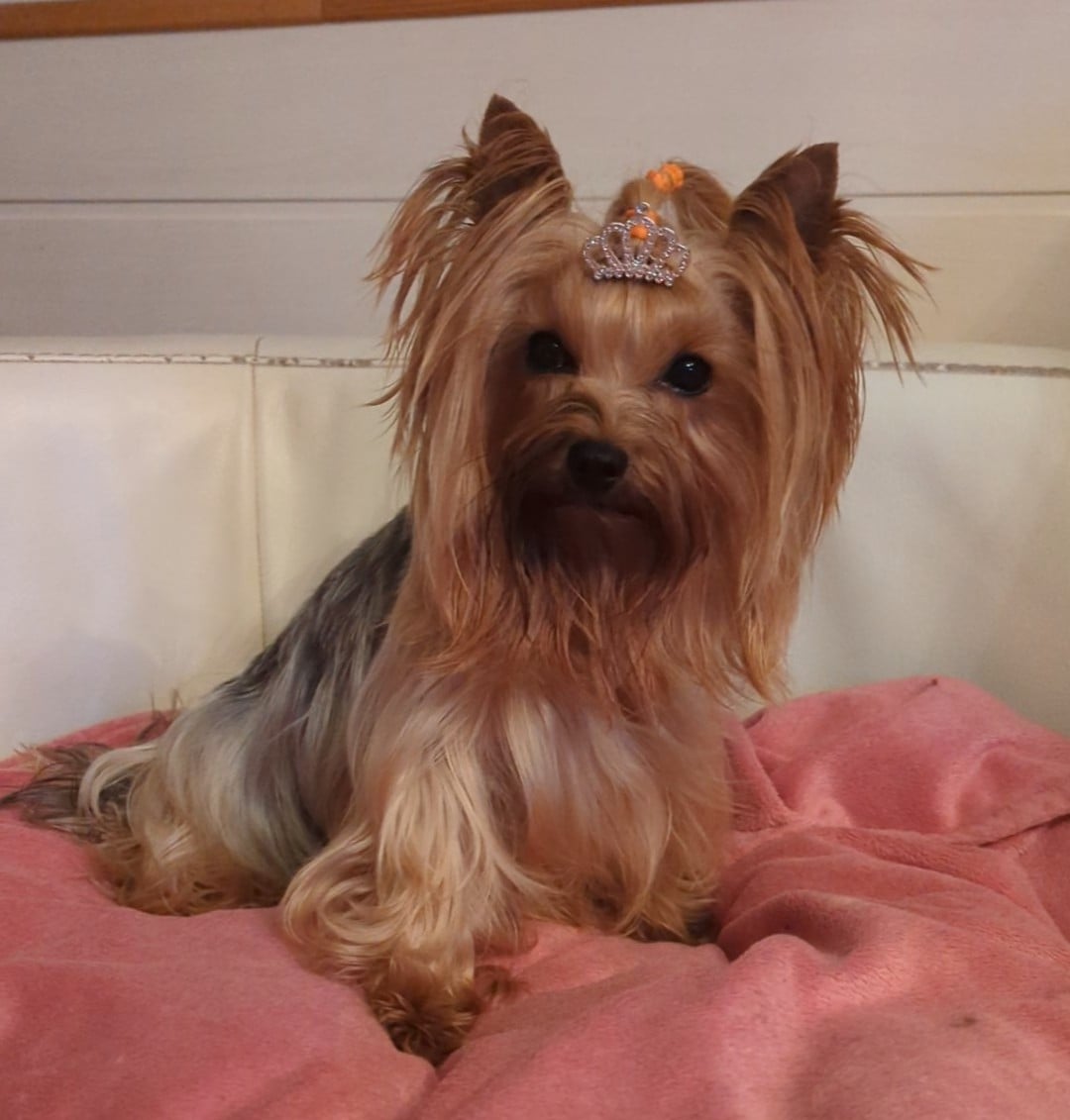 Oriana de La Vallee Des Roses Rouges