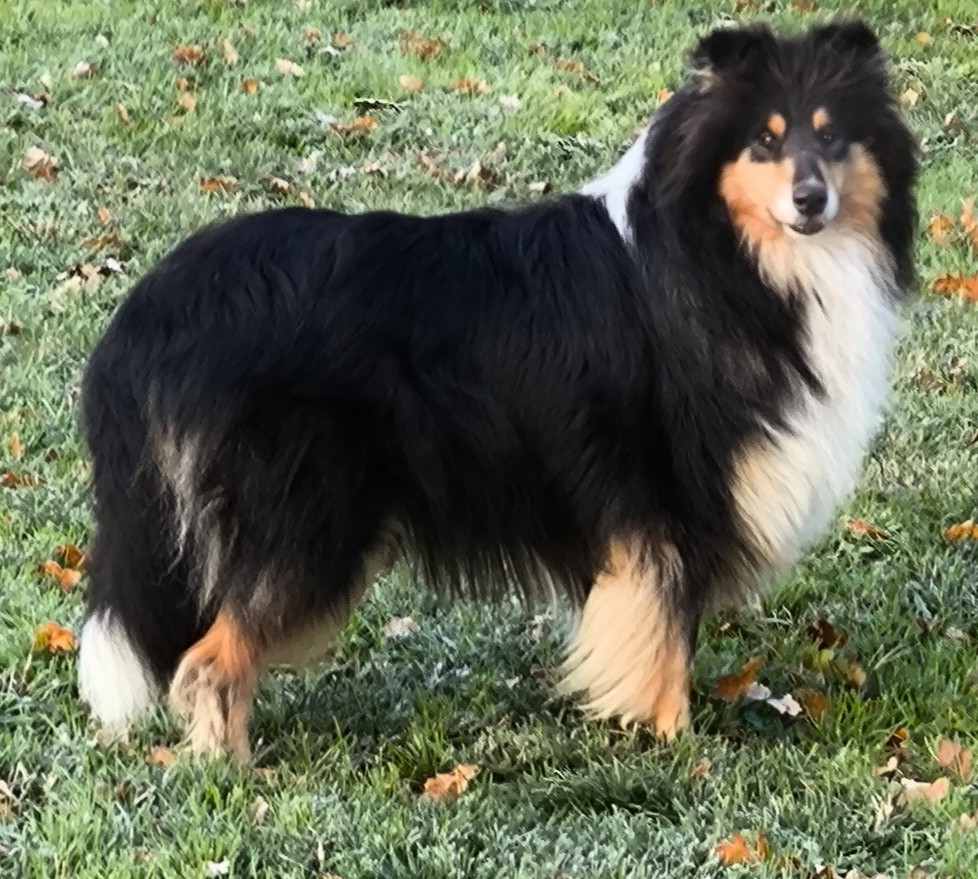 Think-of-me de Remember our Love