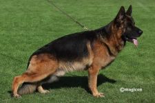 CH. Gary Vom hunnegrab