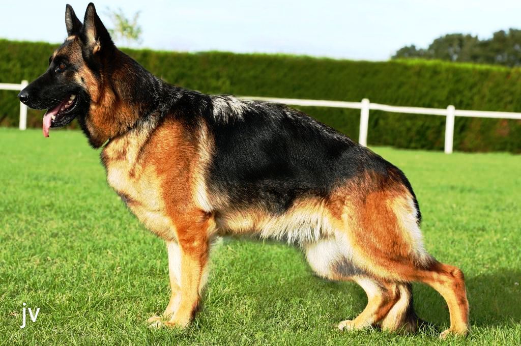 Publication : Du Val De Vaast Auteur : johann vanderplaetsen