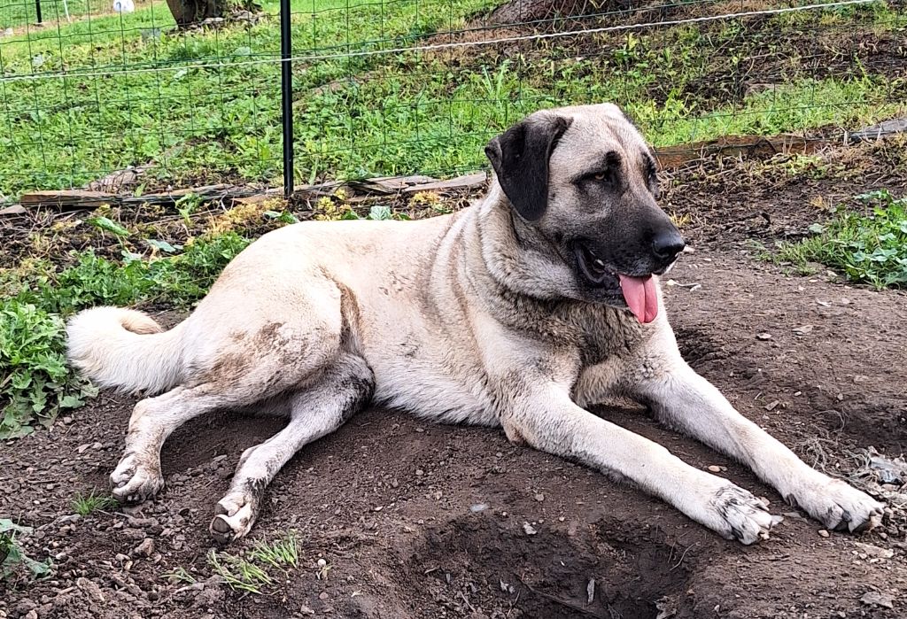 Publication : Domaine De Dare Hell Auteur : Bailleul katy