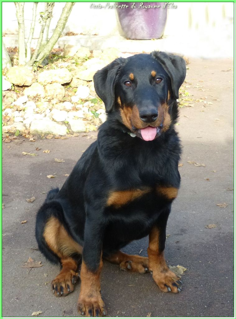 Publication : du Royaume D'Elsa Auteur : Agnès du Royaume d'Elsa