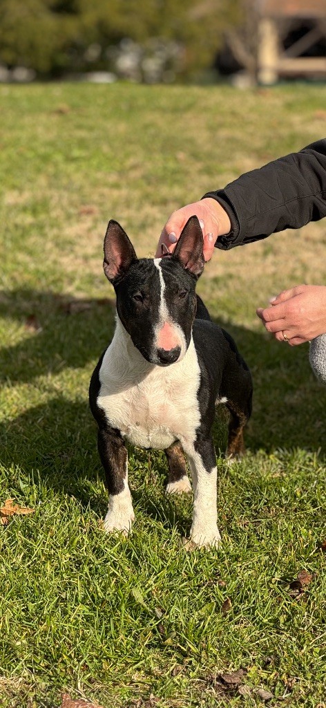 Publication : Du Domaine De Canja Auteur : Élevage dddc