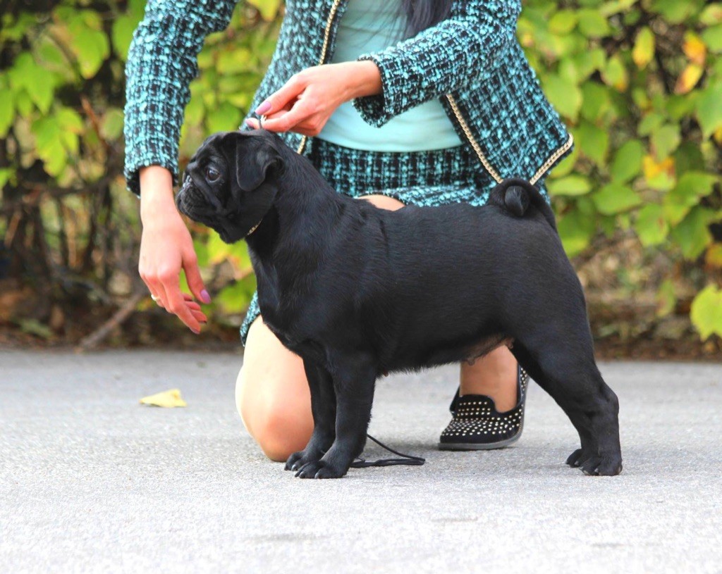 CH. frantsuzkiy potseluy Charisma