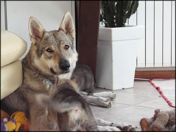 Publication : Des Ruby De Jade