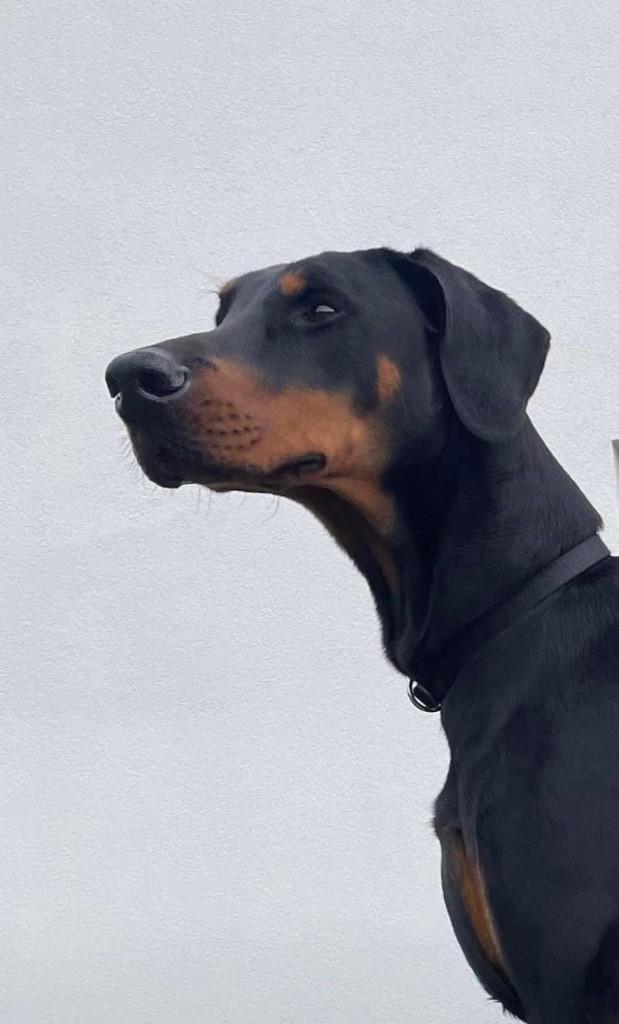 Publication : el casella pandora Auteur : Sab