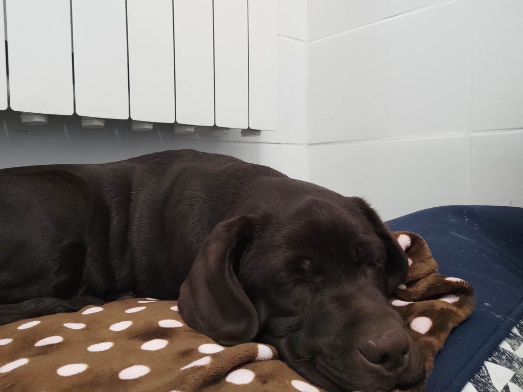 Publication : Sweet Braveheart Mélody Auteur : SWEET BRAVEHEART MELODY