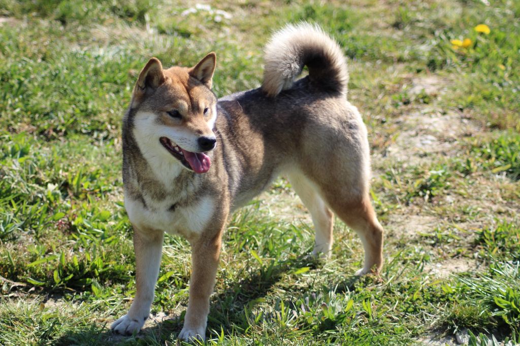 Okinawa no gomahime Go Sakura Kensha