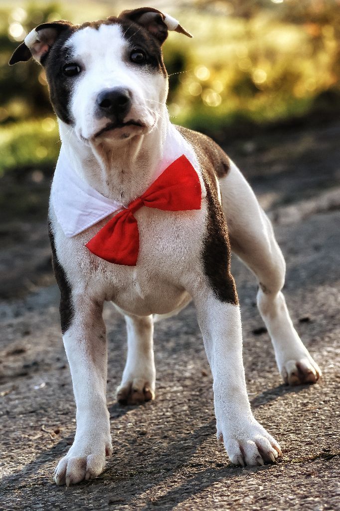 Publication : Spirit Wolf Addict Auteur : Of Spirit Wolf Addict