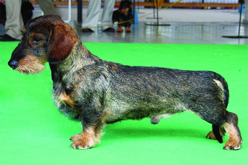 CH. revestreken's Kolja