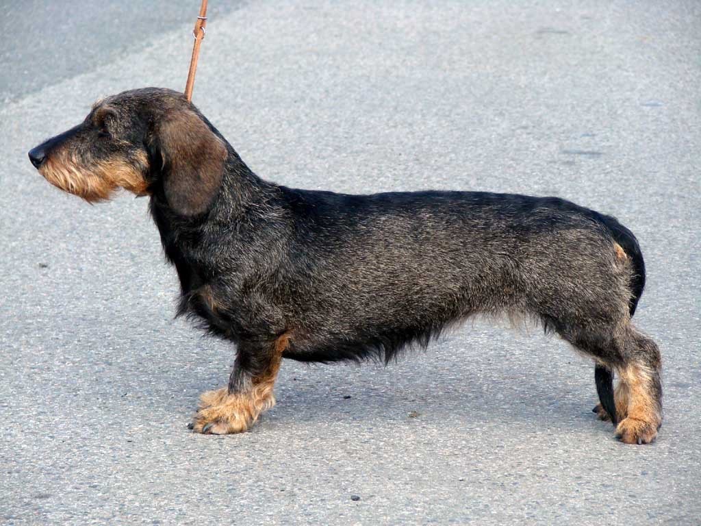 CH. Orka z hermanova domu