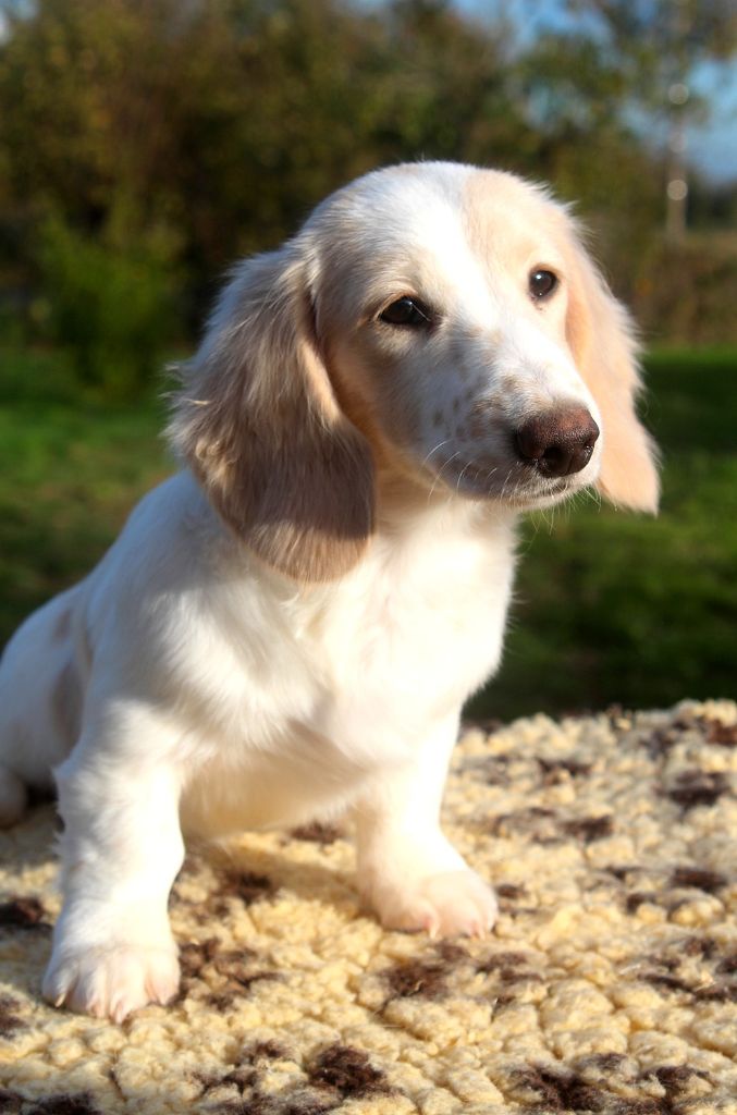 Publication : Des Jardins De Morrowind 