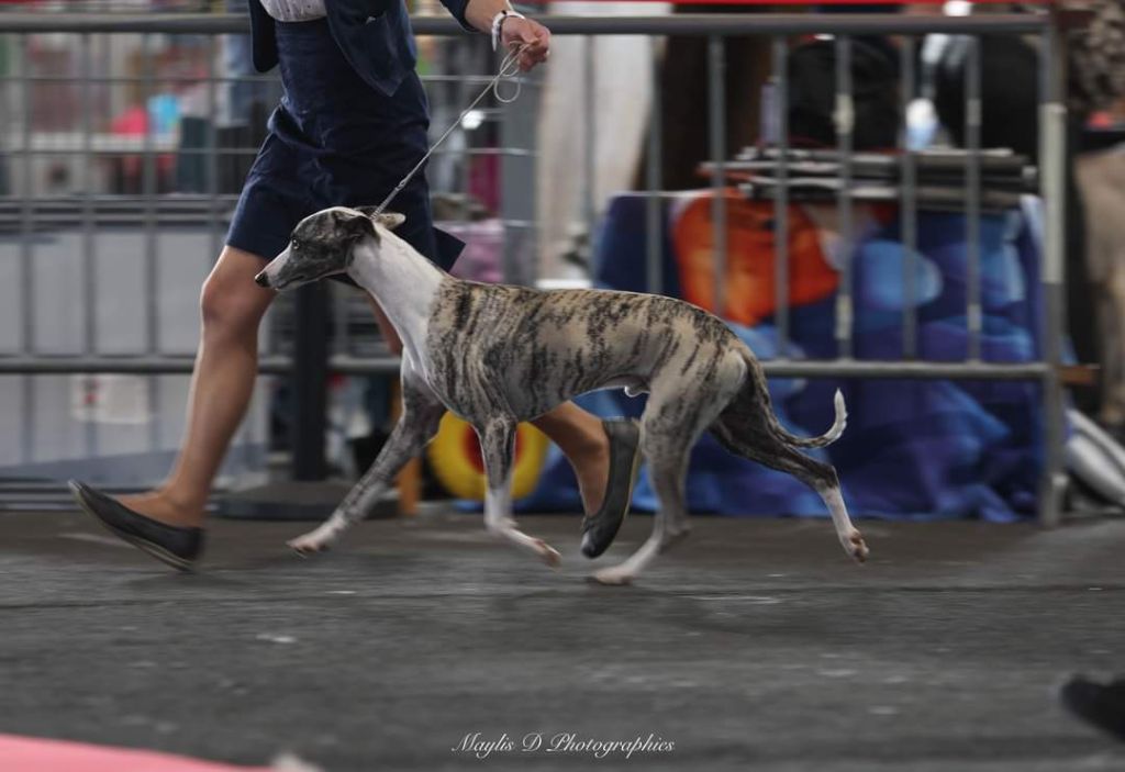 Publication : De Lev'horse