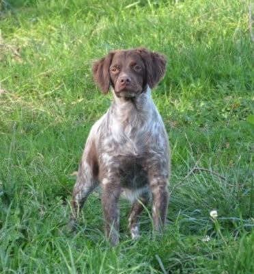 Étalon Epagneul Breton - Unger games ysl Du Coeur Ambre