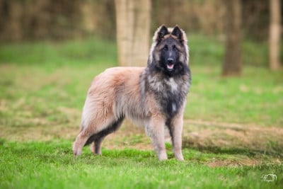 Étalon Berger Belge - Ulysse des Terres de Calan