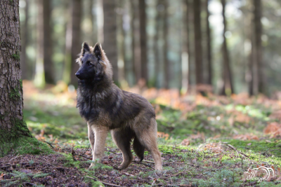 Étalon Berger Belge - Uranie des Terres de Calan