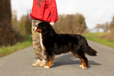 Étalon Bouvier Bernois - Ty boo de la Vallée de l'Hyrome