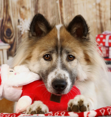 Étalon Bangkaew de Thailande - CH. Golden baby beautiful great dane
