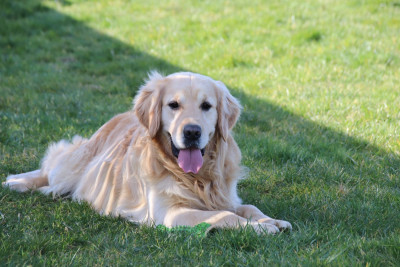 Étalon Golden Retriever - Sun du Domaine D'Eily