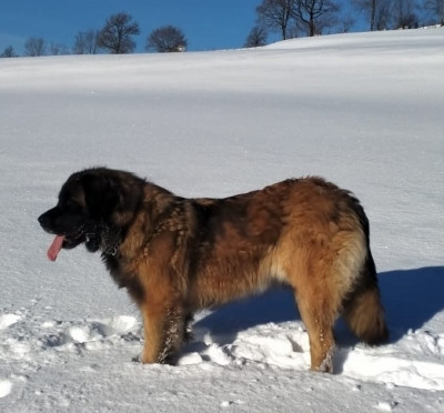 Étalon Leonberger - Shall be Au Coeur Cantalou