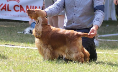 Étalon Cocker Spaniel Anglais - TR. CH. Senorita Of Crazy Years