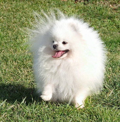 Étalon Spitz allemand - Ubu roi blanc de brachy-blanche