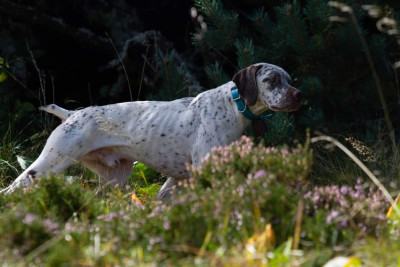 Étalon Braque du Bourbonnais - CH. Simon Des Cimes D'or