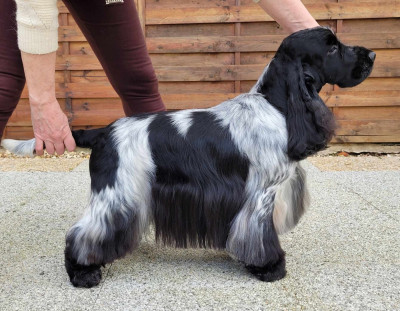 Étalon Cocker Spaniel Anglais - CH. black delja's Ardemonio (tom)