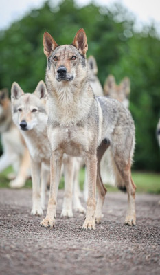 Étalon Chien-loup tchecoslovaque - Harlem shake dei serlupi
