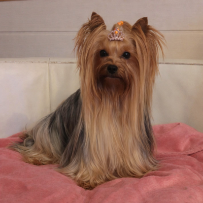 Étalon Yorkshire Terrier - Oriana de La Vallee Des Roses Rouges