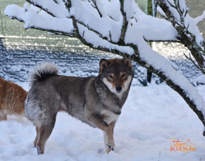 Étalon Shiba - Tokubetsuna ame De Trotapel