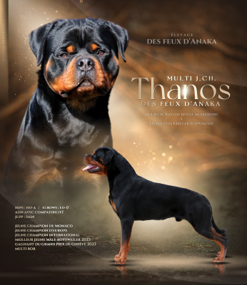 Étalon Rottweiler - CH. Thanos Des Feux D'Anaka