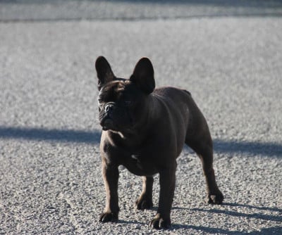 Étalon Bouledogue français - Uxy du domaine des molosses