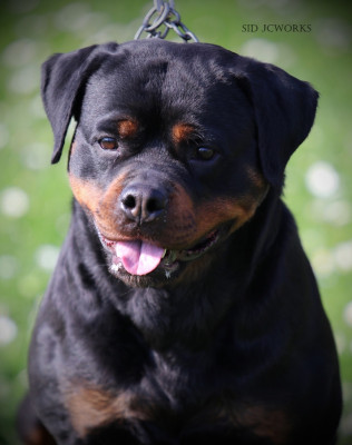 Étalon Rottweiler - CH. Trinity Von Der Vangfuller
