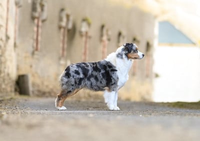 Étalon Berger Australien - Up jump tha boogie du chemin de la belle etoile