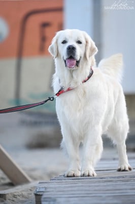 Étalon Golden Retriever - CH. tramin Dig down deep}