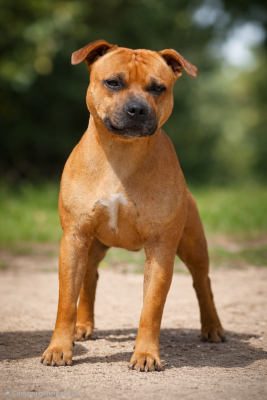 Étalon Staffordshire Bull Terrier - Radja Du Domaine Des Juraires