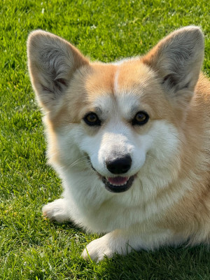 Étalon Welsh Corgi Pembroke - corgi redhill Amalfi