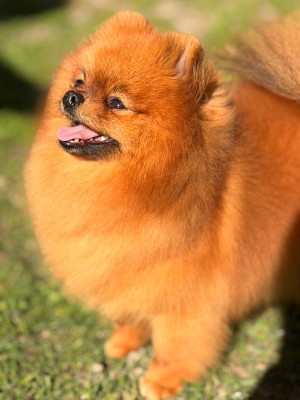 Étalon Spitz allemand - Pom Of The Gang Lucy