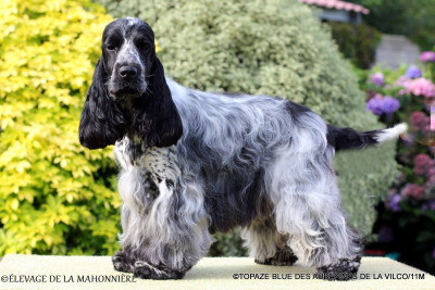 Étalon Cocker Spaniel Anglais - Topaze blue des aubépines de la Vilco