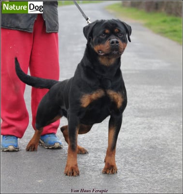 Étalon Rottweiler - CH. Farina von haus ferapie