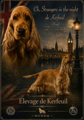 Étalon Cocker Spaniel Anglais - CH. Strangers in the night (shad) De kerfeuil