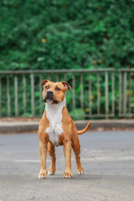 Étalon American Staffordshire Terrier - Burning Staff On the ring on fire