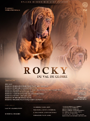 Étalon Dogue de Bordeaux - Rocky du val de gloire