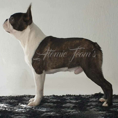 Étalon Boston Terrier - invictus boston Nesquik