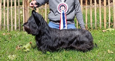 Étalon Skye Terrier - CH. Salt and pepper timut de la Foret de Carency