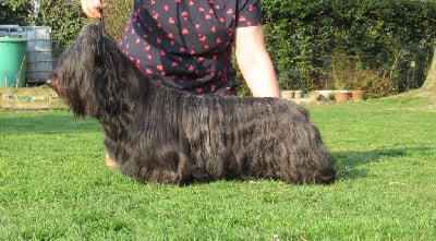 Étalon Skye Terrier - CH. One piece-of tartan de la Foret de Carency