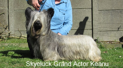 Étalon Skye Terrier - CH. skyeluck Grand actor keanu
